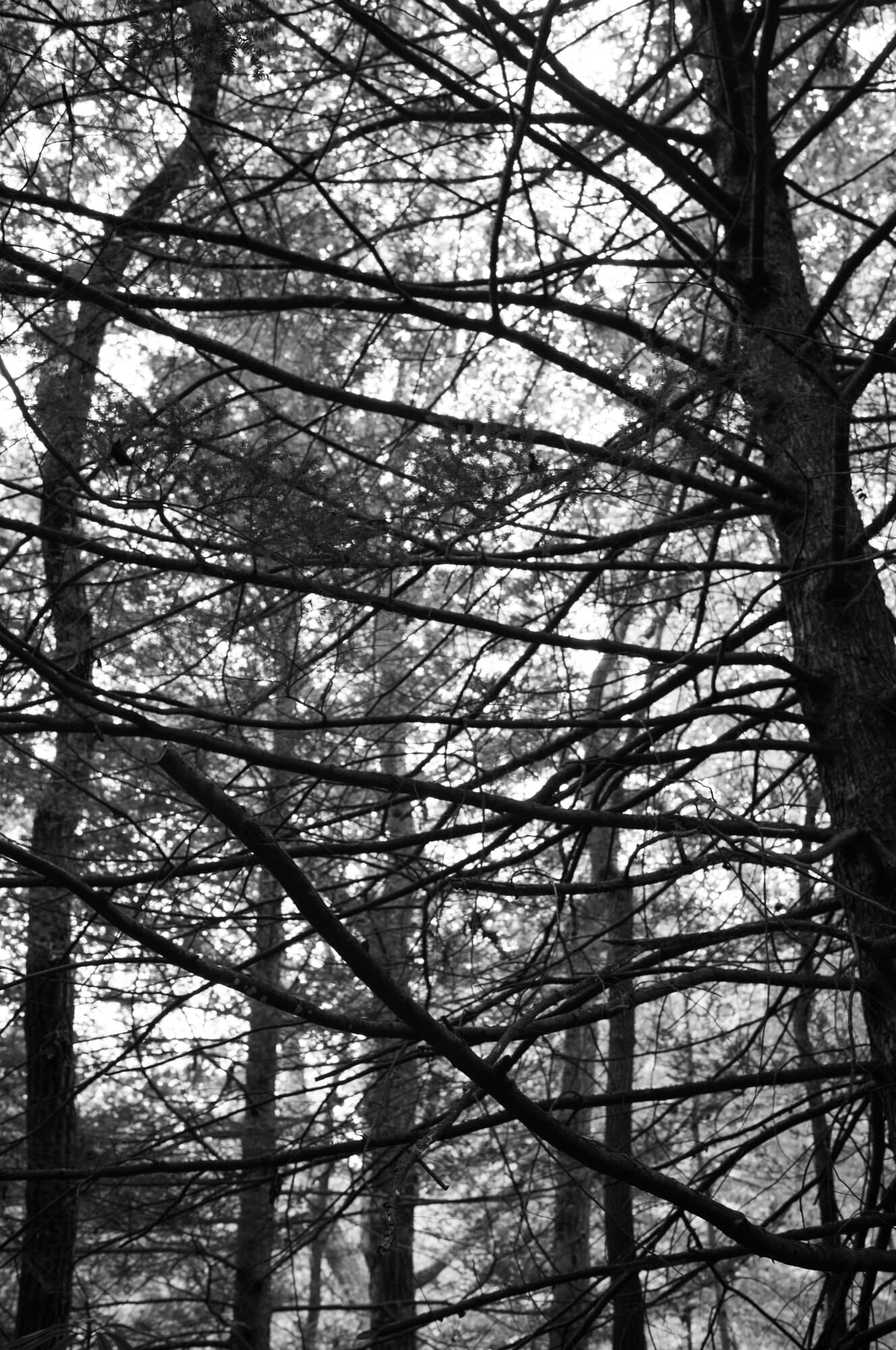 Branches crossing the light in a black and white forest photograph